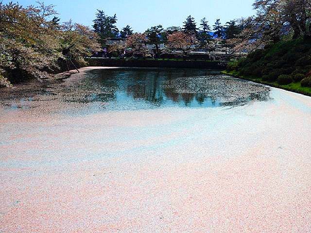 落花で埋まる米沢城の堀