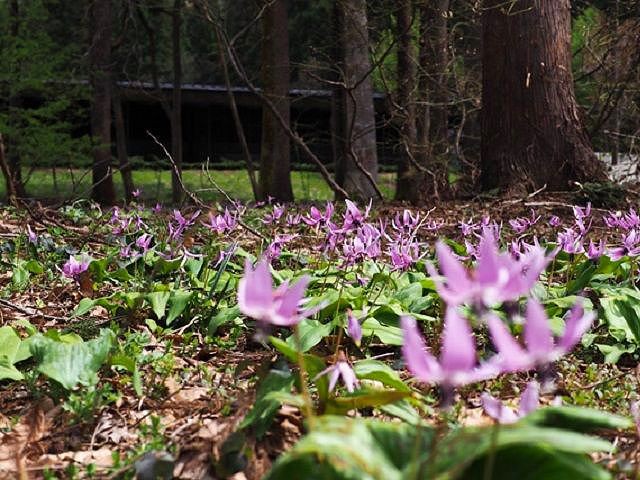 魚沼のカタクリの花群生