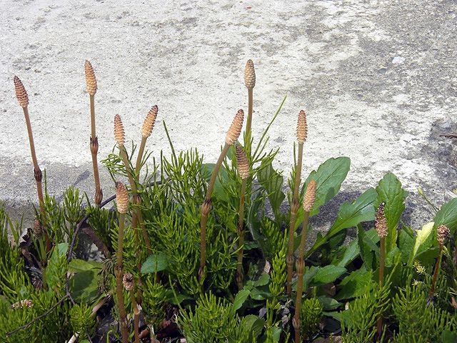 魚沼の野に育つつくし