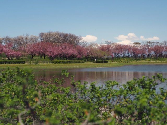 酒田市立公園から鳥海山遠望