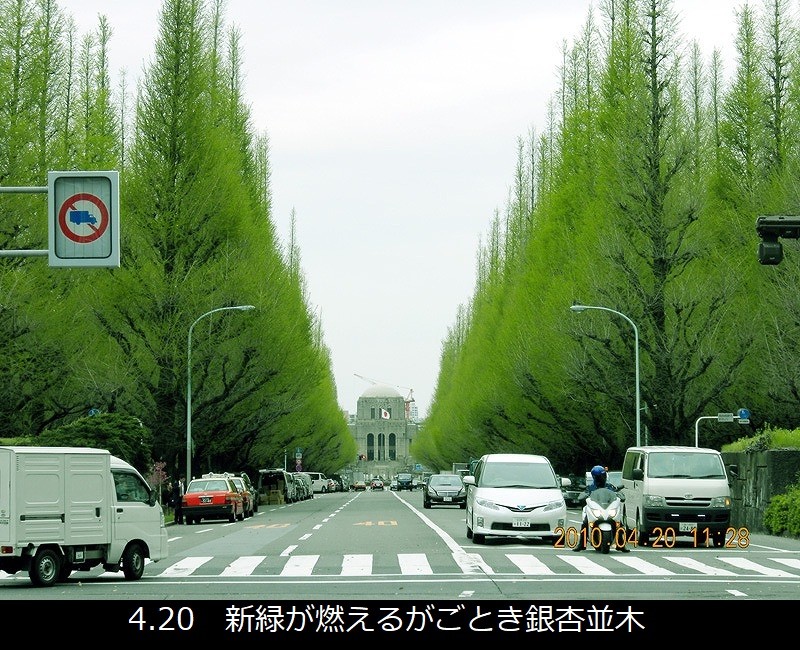 銀杏2010.4.20-03